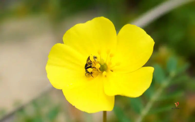 Los Beneficios del Tribulus Terrestris: Un Potente Potenciador Masculino Natural