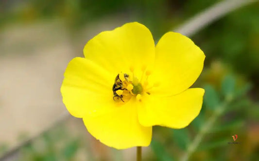 Los Beneficios del Tribulus Terrestris: Un Potente Potenciador Masculino Natural