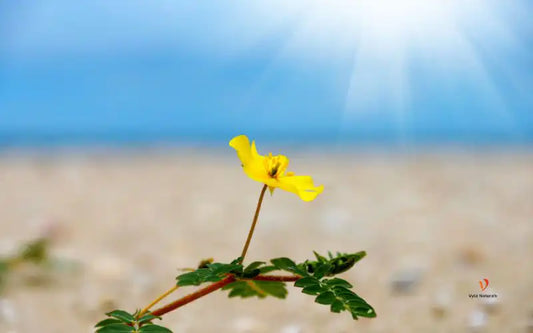 Cómo los Suplementos de Tribulus Terrestris Mejoran la Testosterona en Hombres