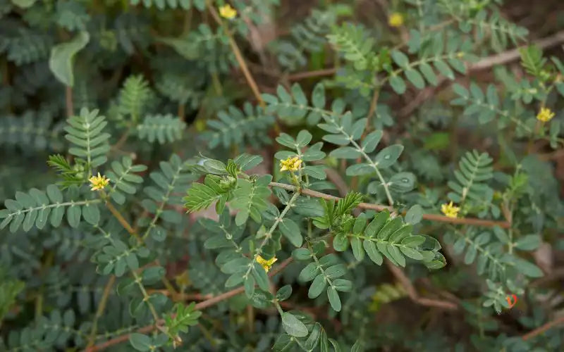 Tribulus Terrestris: El Mejor Potenciador Masculino Natural para la Testosterona