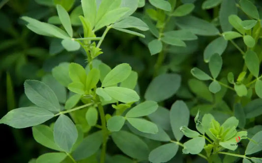 Beneficios de la Alfalfa y su Impacto en la Testosterona